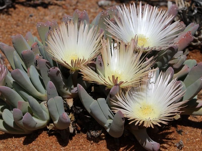Cheiridopsis Denticulata | Cheiridopsis | Aizoaceae