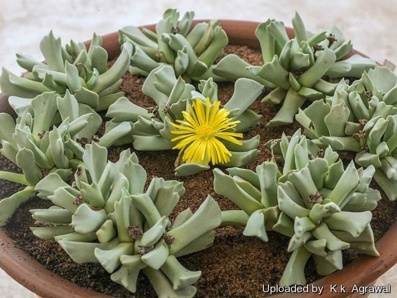 Cheiridopsis Denticulata | Cheiridopsis | Aizoaceae
