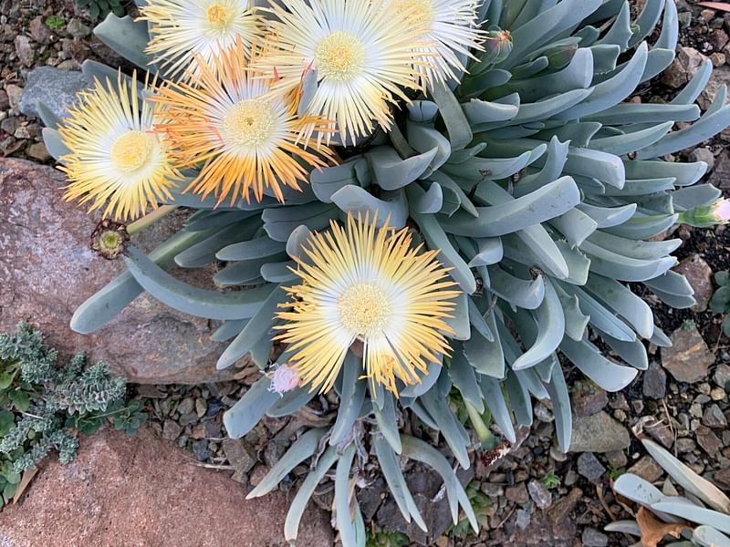 Cheiridopsis Denticulata | Cheiridopsis | Aizoaceae