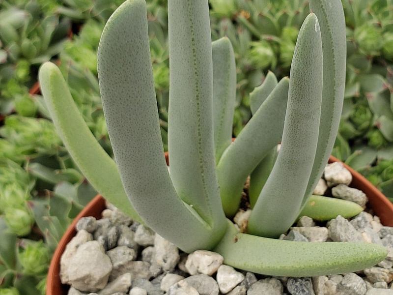 Cheiridopsis Denticulata | Cheiridopsis | Aizoaceae