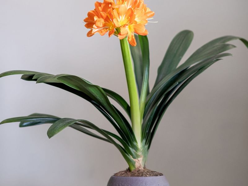 Clivia | Amaryllidaceae