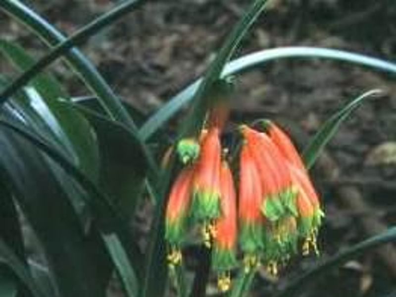 Clivia Gardenii | Clivia | Amaryllidaceae
