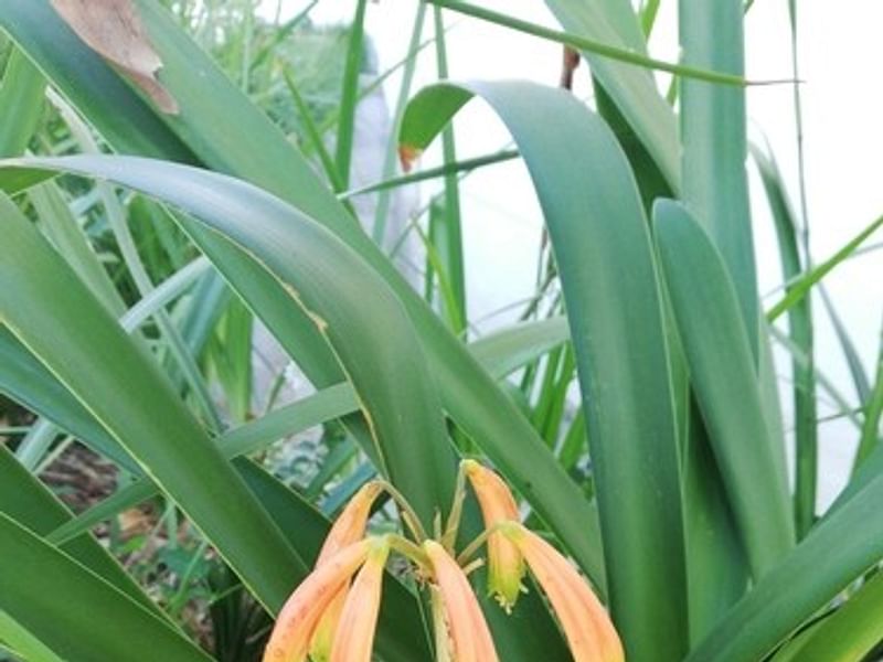 Clivia Gardenii | Clivia | Amaryllidaceae