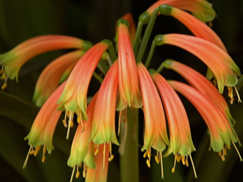 Clivia Gardenii | Clivia | Amaryllidaceae