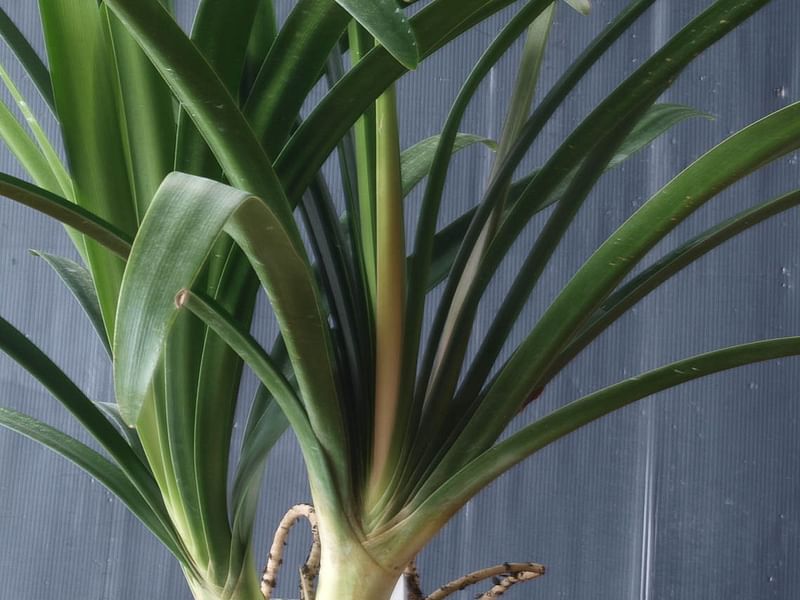 Clivia Gardenii | Clivia | Amaryllidaceae