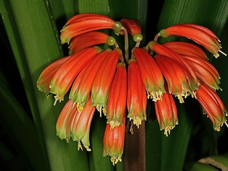 Clivia Gardenii | Clivia | Amaryllidaceae