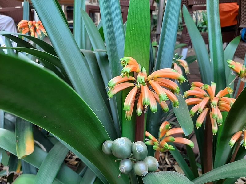 Clivia Gardenii | Clivia | Amaryllidaceae