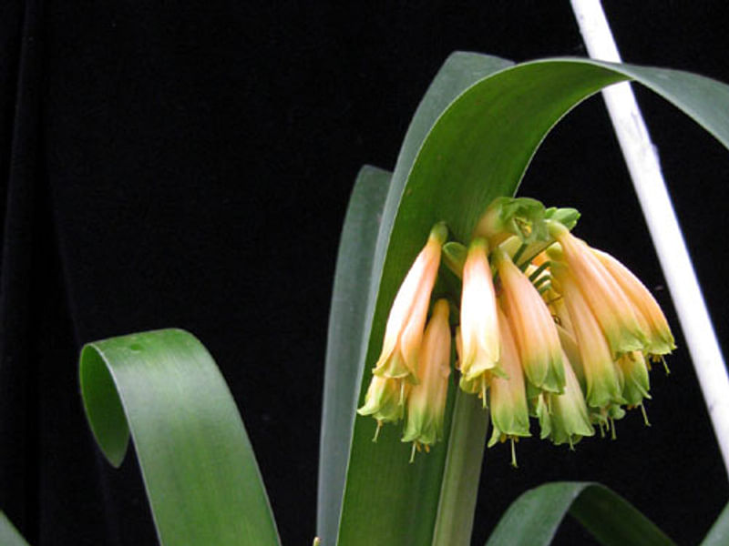 Clivia Gardenii | Clivia | Amaryllidaceae