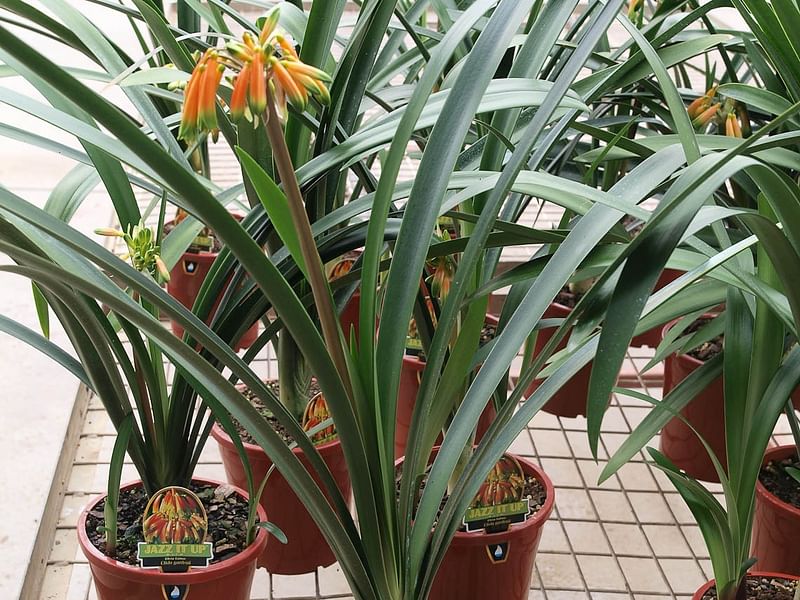 Clivia Gardenii | Clivia | Amaryllidaceae