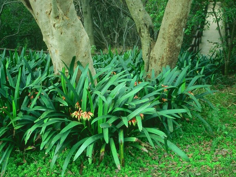 Clivia Gardenii | Clivia | Amaryllidaceae