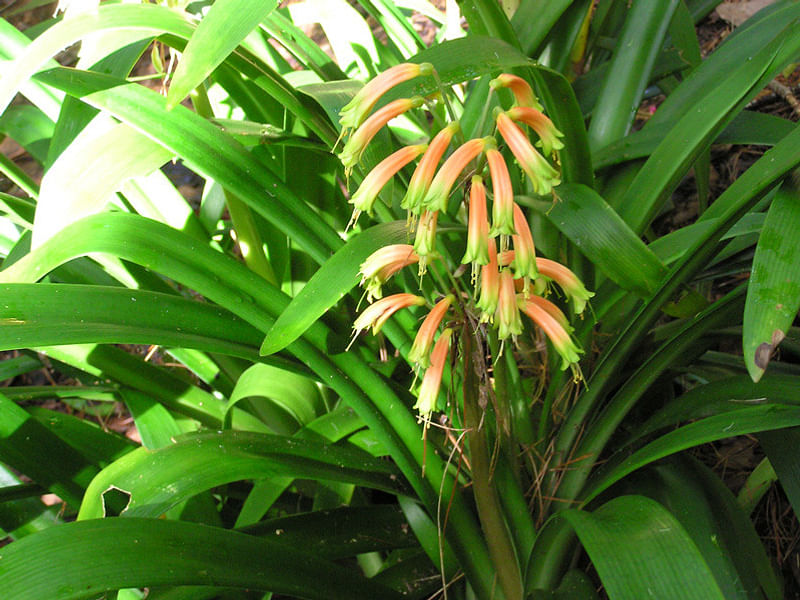 Clivia Gardenii | Clivia | Amaryllidaceae