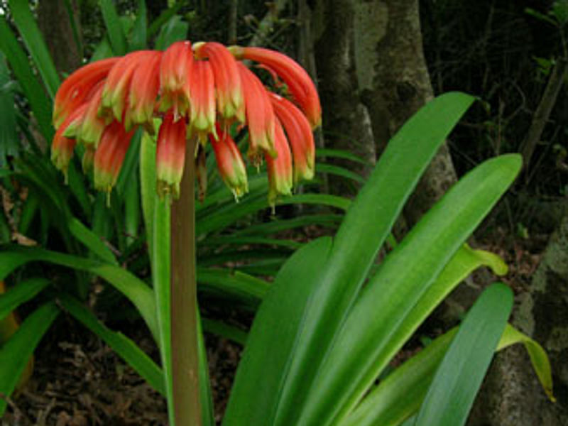 Clivia Gardenii | Clivia | Amaryllidaceae
