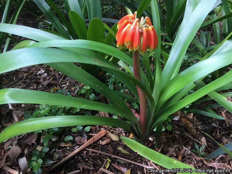 Clivia Gardenii | Clivia | Amaryllidaceae