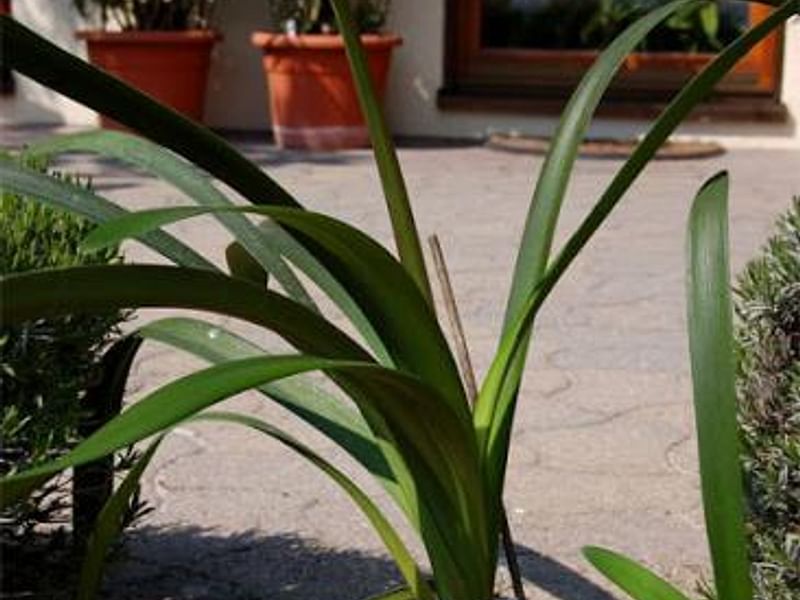 Clivia Gardenii | Clivia | Amaryllidaceae