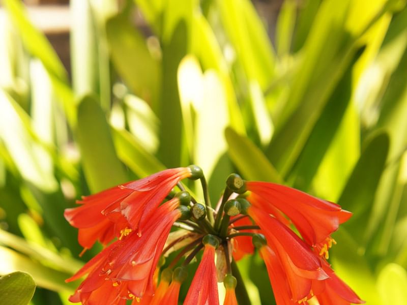 Clivia Nobilis | Clivia | Amaryllidaceae