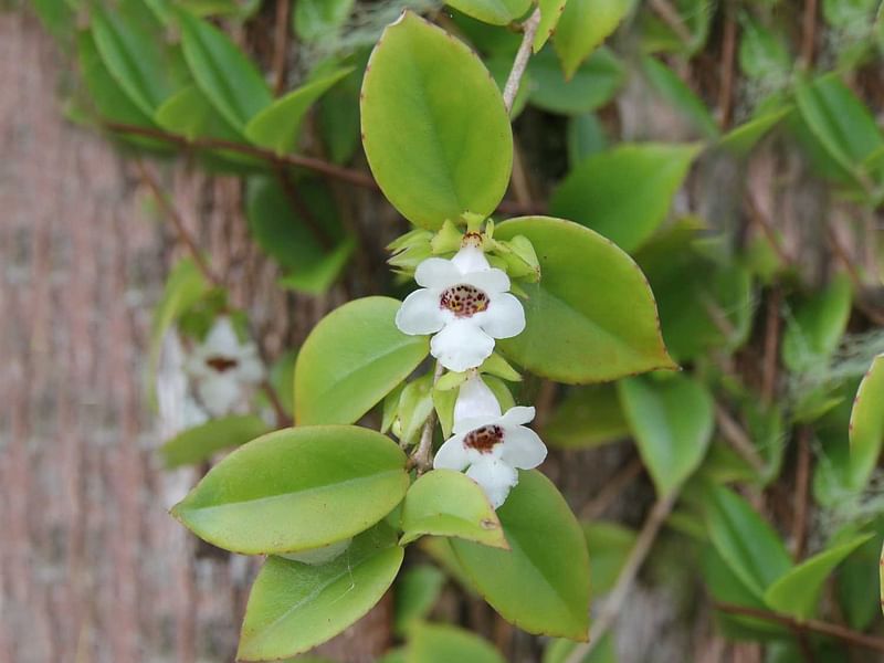 Codonanthe | Gesneriaceae