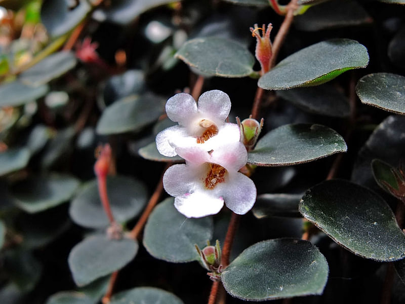 Codonanthe | Gesneriaceae