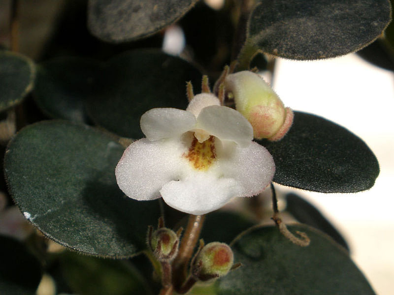 Codonanthe | Gesneriaceae