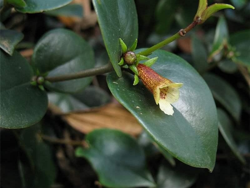 Codonanthe | Gesneriaceae