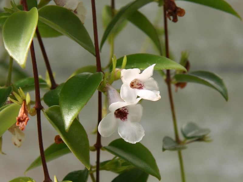 Codonanthe | Gesneriaceae