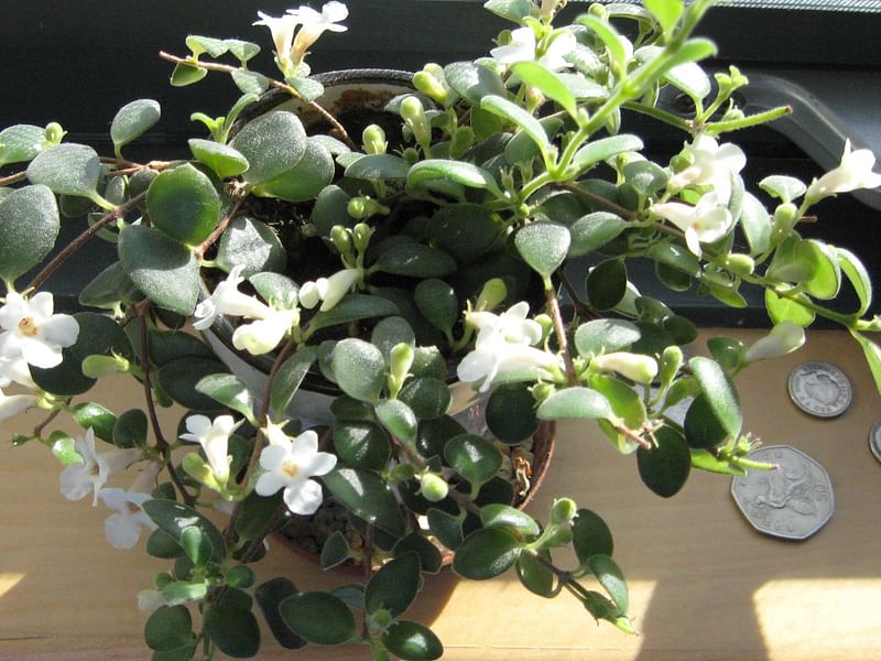 Codonanthe | Gesneriaceae