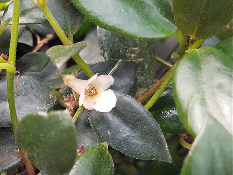 Codonanthe | Gesneriaceae