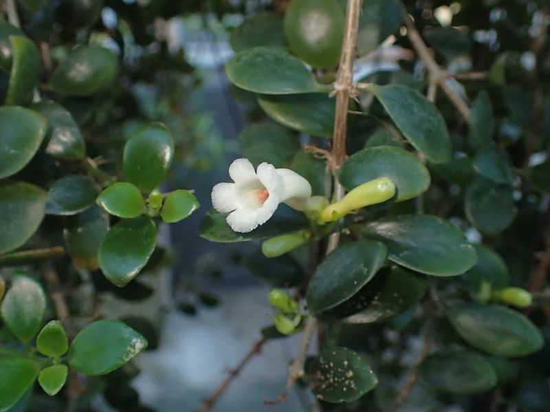 Codonanthe | Gesneriaceae