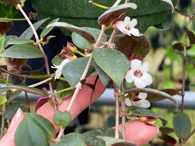 Codonanthe Gracillis | Codonanthe | Gesneriaceae