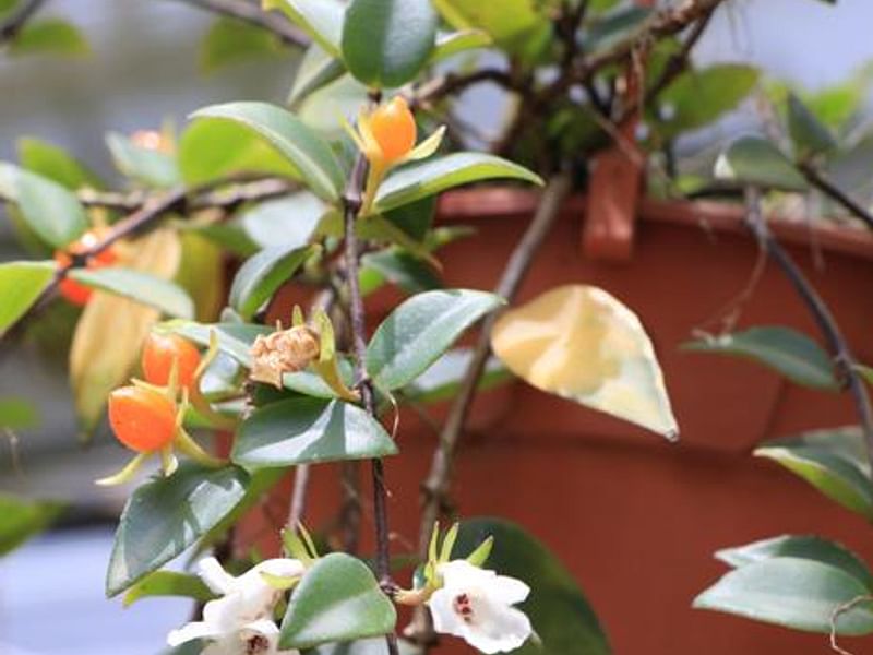 Codonanthe Gracillis | Codonanthe | Gesneriaceae