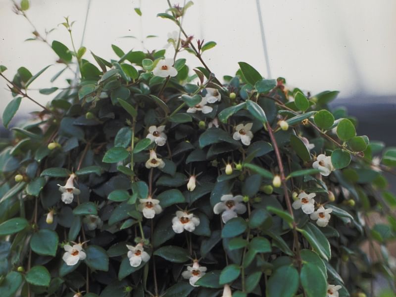 Codonanthe Gracillis | Codonanthe | Gesneriaceae