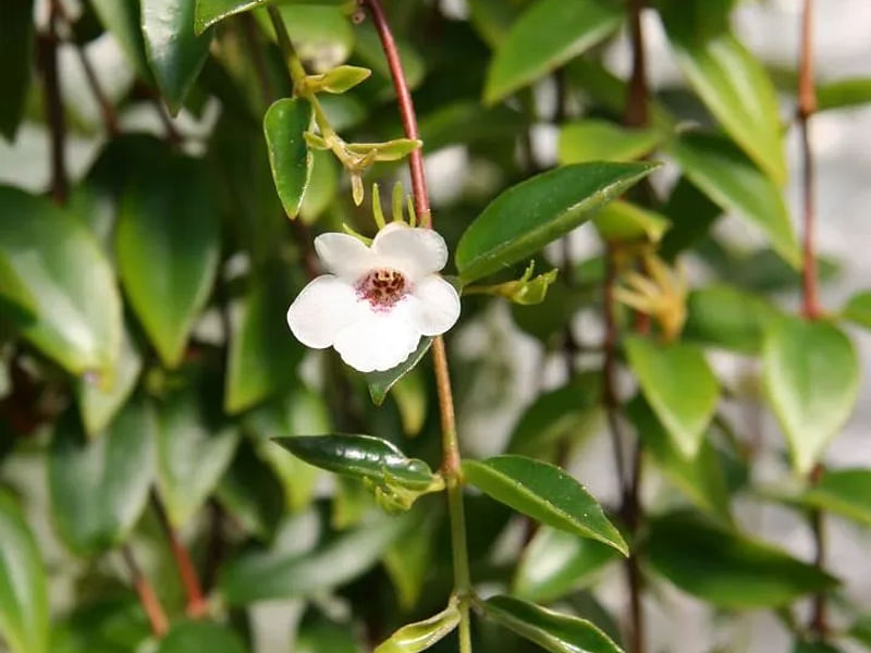 Codonanthe Gracillis | Codonanthe | Gesneriaceae
