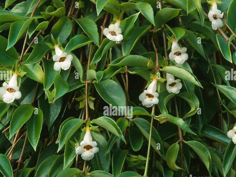 Codonanthe Gracillis | Codonanthe | Gesneriaceae