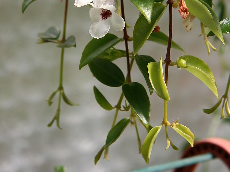 Codonanthe Gracillis | Codonanthe | Gesneriaceae