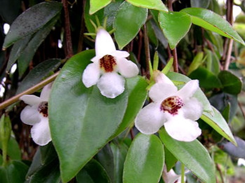 Codonanthe Gracillis | Codonanthe | Gesneriaceae