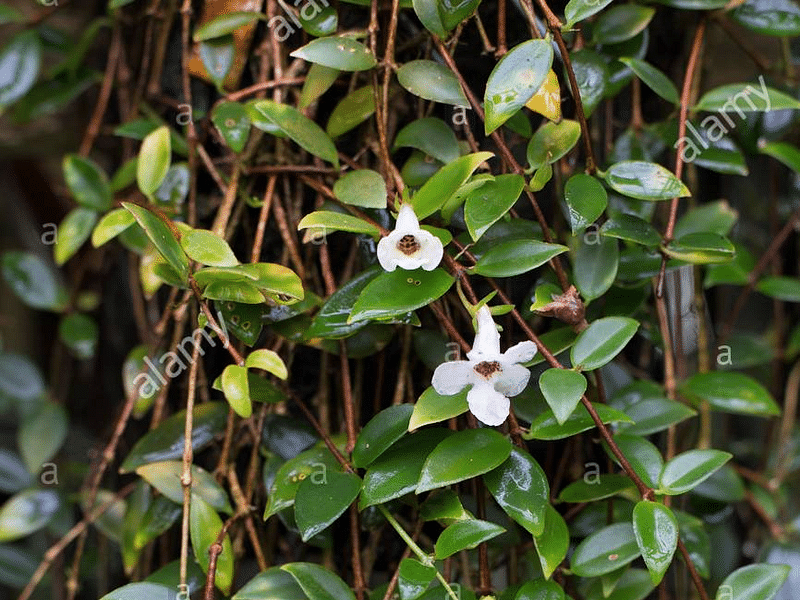 Codonanthe Gracillis | Codonanthe | Gesneriaceae