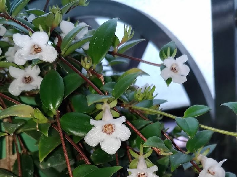 Codonanthe Gracillis | Codonanthe | Gesneriaceae