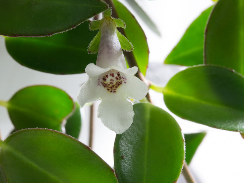Codonanthe Gracillis | Codonanthe | Gesneriaceae