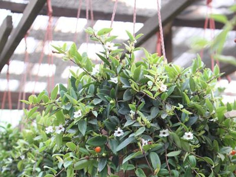 Codonanthe Gracillis | Codonanthe | Gesneriaceae