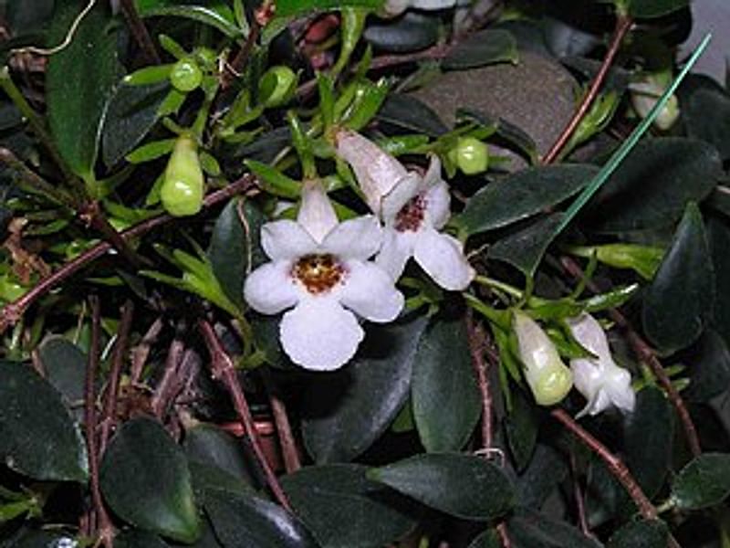 Codonanthe Gracillis | Codonanthe | Gesneriaceae