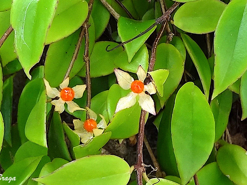 Codonanthe Gracillis | Codonanthe | Gesneriaceae