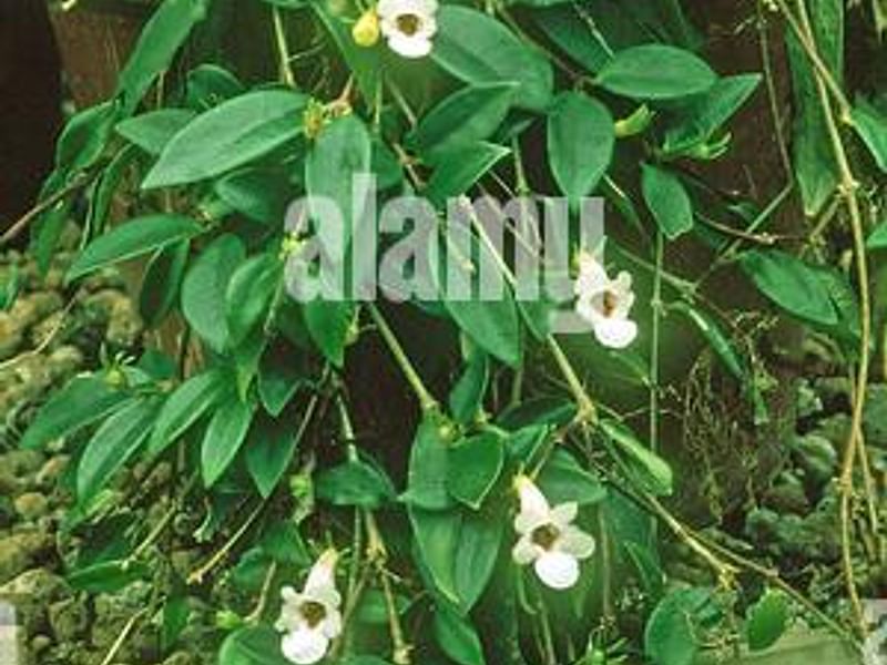 Codonanthe Gracillis | Codonanthe | Gesneriaceae