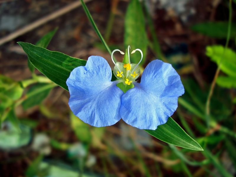 Commelina Erecta | Commelinaceae
