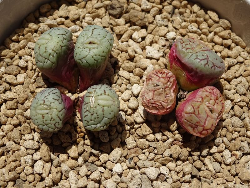 Conophytum | Aizoaceae