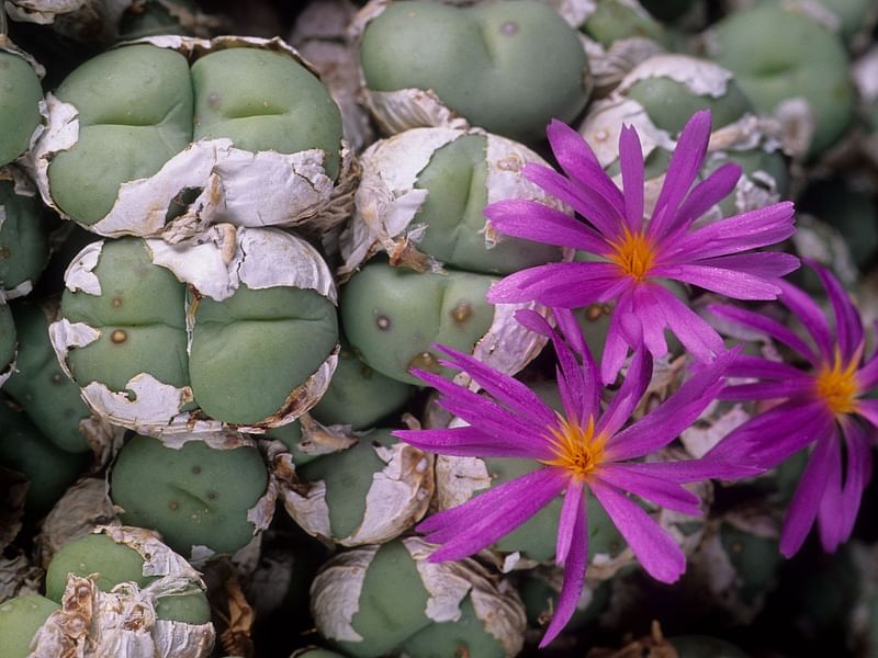 Conophytum Minutum | Conophytum | Aizoaceae