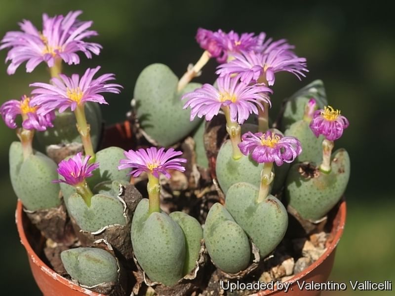 Conophytum Velutinum | Conophytum | Aizoaceae