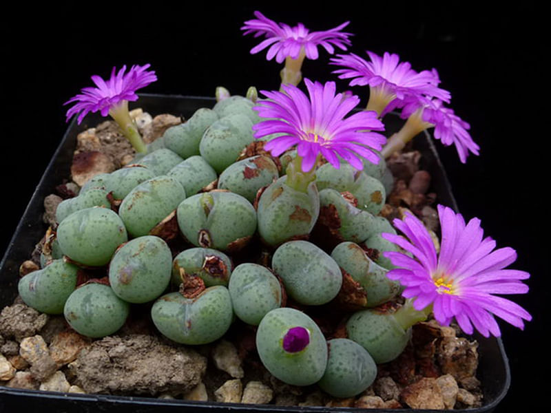 Conophytum Velutinum | Conophytum | Aizoaceae