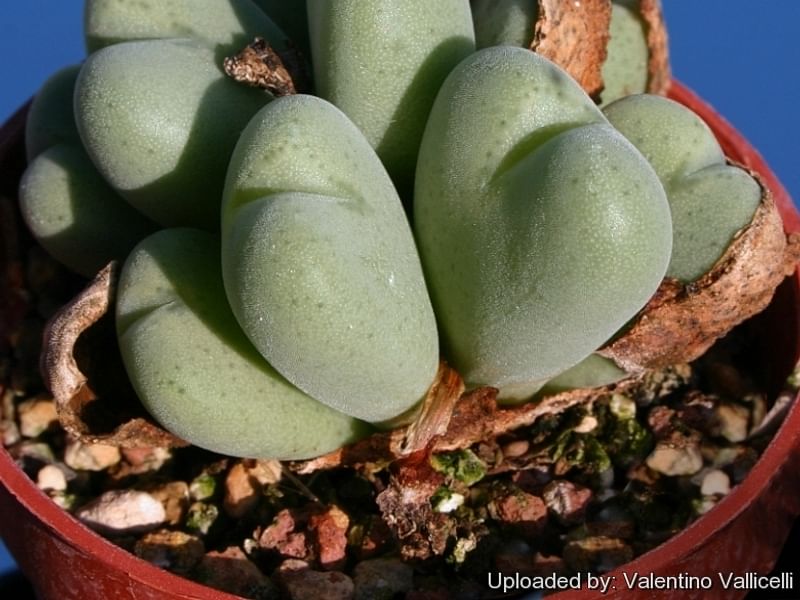 Conophytum Velutinum | Conophytum | Aizoaceae