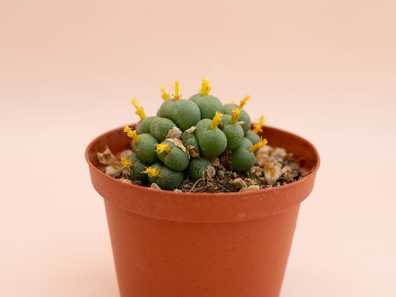 Conophytum Velutinum | Conophytum | Aizoaceae