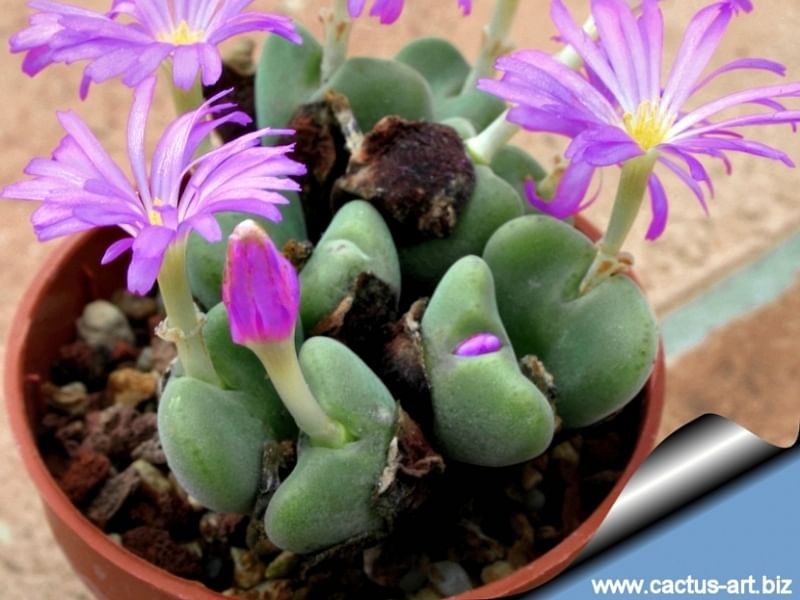 Conophytum Velutinum | Conophytum | Aizoaceae