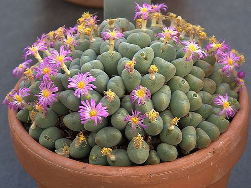 Conophytum Velutinum | Conophytum | Aizoaceae
